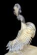 Flying Crotalocephalina & Paralejurus Trilobites #39083-4